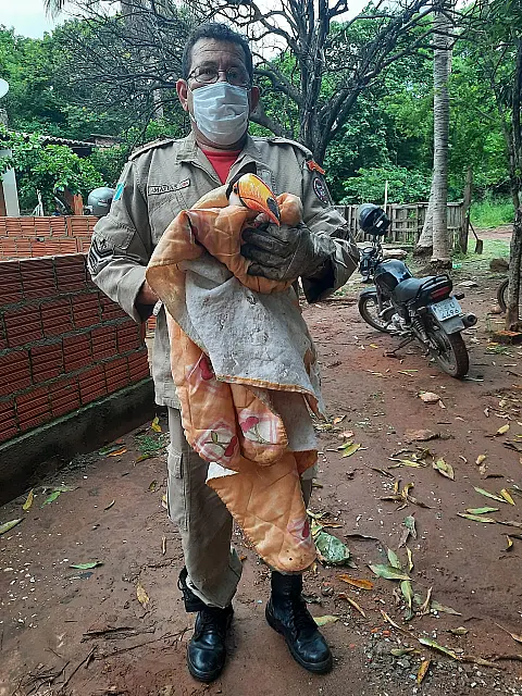 Bombeiros resgatam tucano que se perdeu em residência de Corumbá