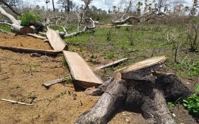 Com ajuda de satélite, PMA autua idoso por incendiar vegetação de Mata Atlântica