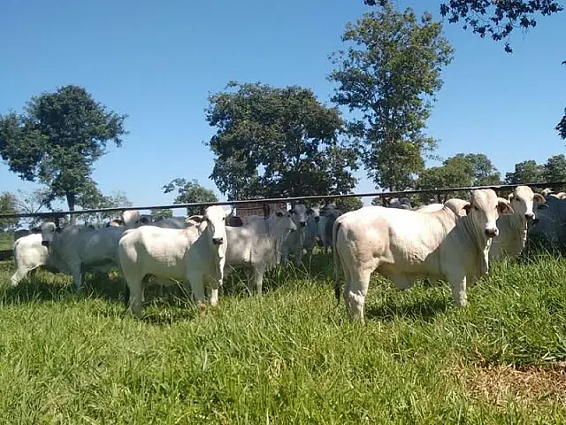 Dia de Campo apresenta animais de alto padrão em Aquidauana