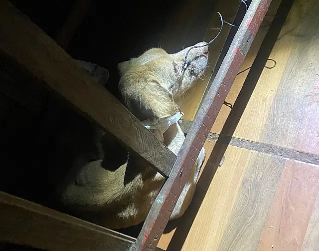 Polícia resgata cão que estava 'só pele e osso' e idosa é presa em Anastácio