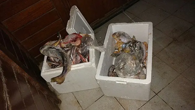 Turistas são multados em R$ 8 mil por transporte ilegal de quase 90 kg de peixes