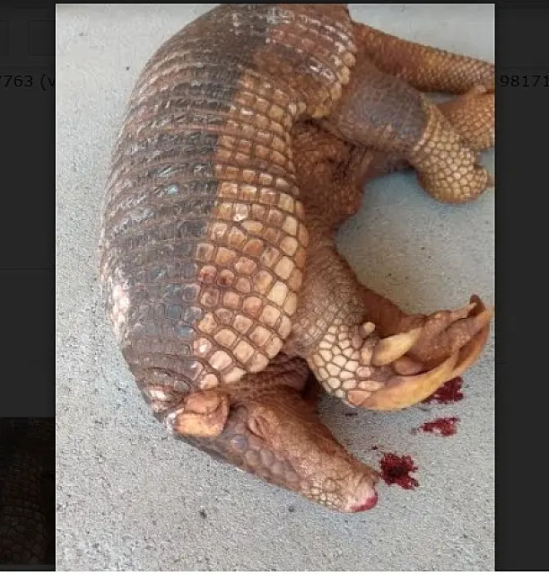 Na lista de extinção, tatu-canastra é atropelado em rodovia e será empalhado