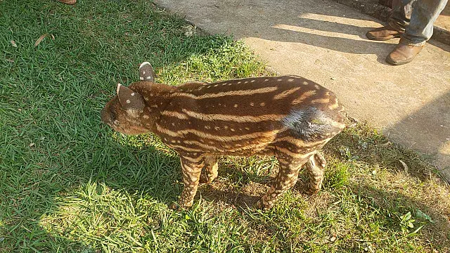 PMA recolhe filhote de anta com ferida por cães de caça