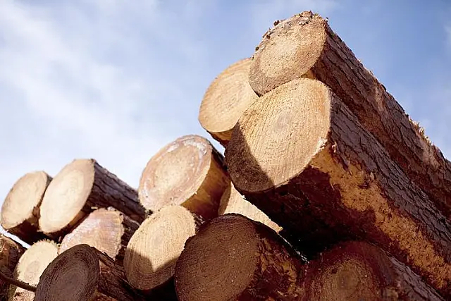 MS é o 2° maior exportador de produtos florestais do Brasil