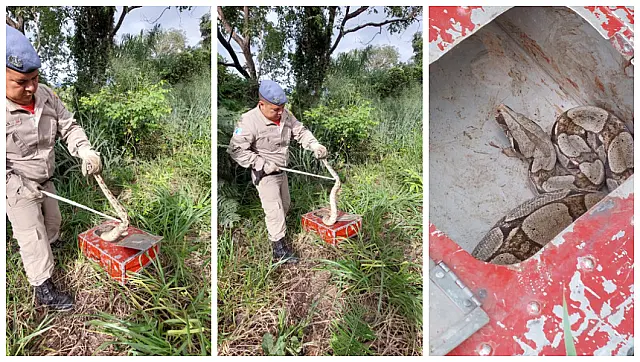 Jiboia de 1 metro é resgatada em Corumbá