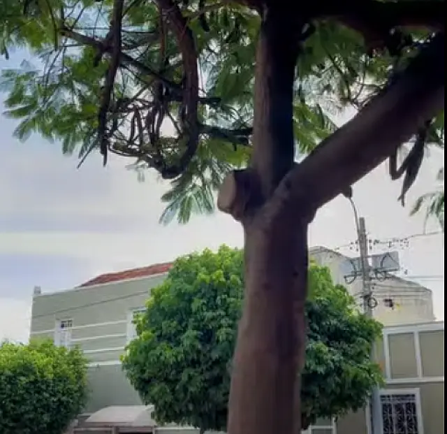 Corumbá terá pela primeira vez um plano municipal de arborização urbana
