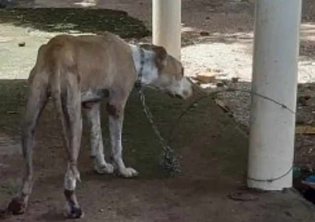 Mulher é presa em Corumbá após deixar cachorro morrer de fome