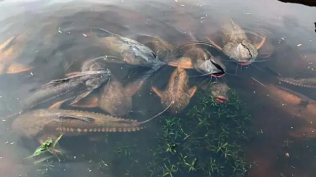 Decoada mata peixes no rio Paraguai e PMA alerta para pesca predatória