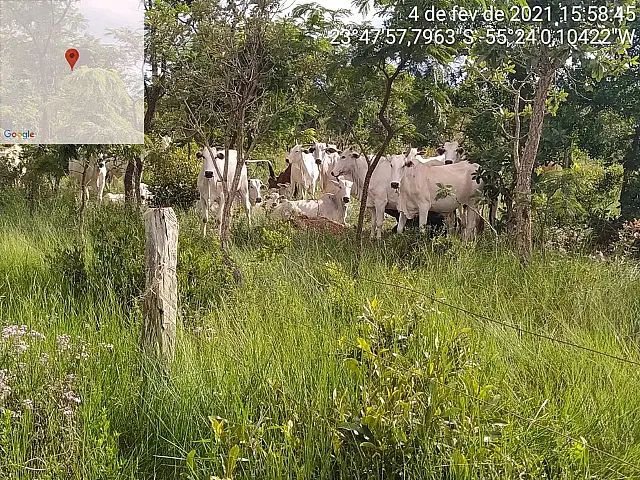 Sitiantes são autuados em R$ 20 mil por manter gado em reserva de assentamento