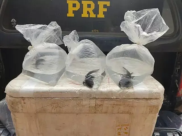Traficante de animais é preso com mais de 10 "monstros aquáticos" em Miranda