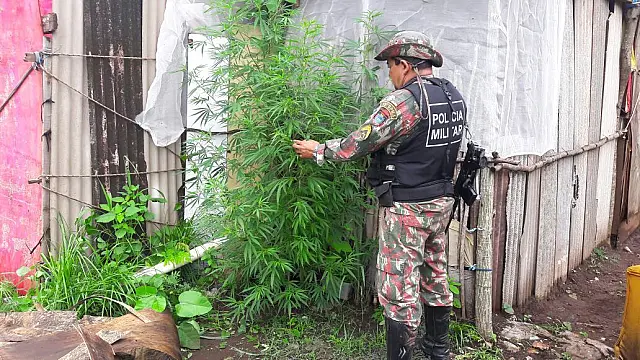 PMA encontra plantação de maconha em chácara invadida