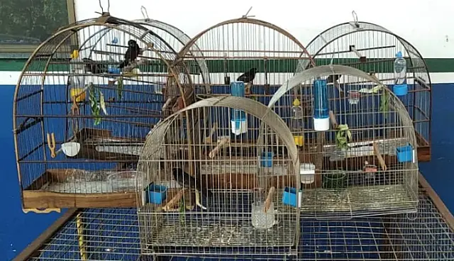 Homem é autuado em R$4 mil por manter aves em cativeiro
