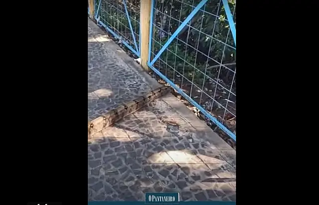 Internauta grava cobra passeando na Ponte Nova em Anastácio (vídeo)