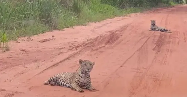 Filhotes de onça-pintada são avistados em estrada de MS