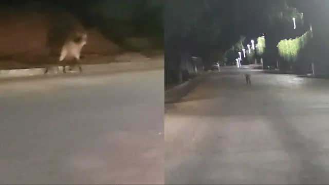 Lobo-Guará surpreende morador durante 'passeio' em rua de Aquidauana
