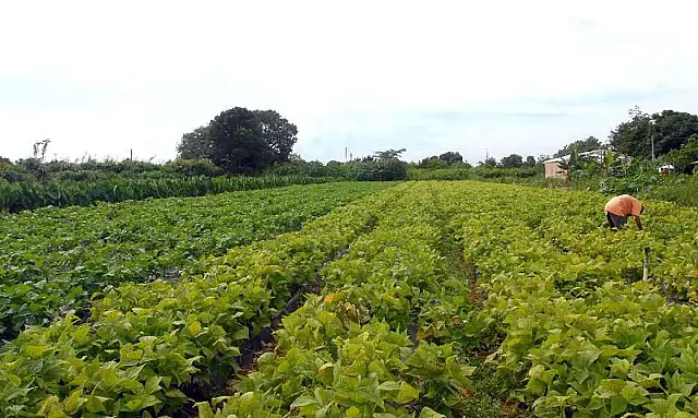 Portaria cria novo documento para agricultor familiar acessar o Pronaf