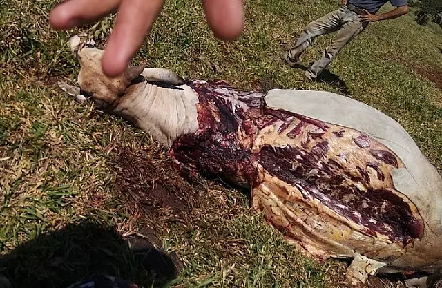 Ladrões abatem gado de forma cruel em Antônio João