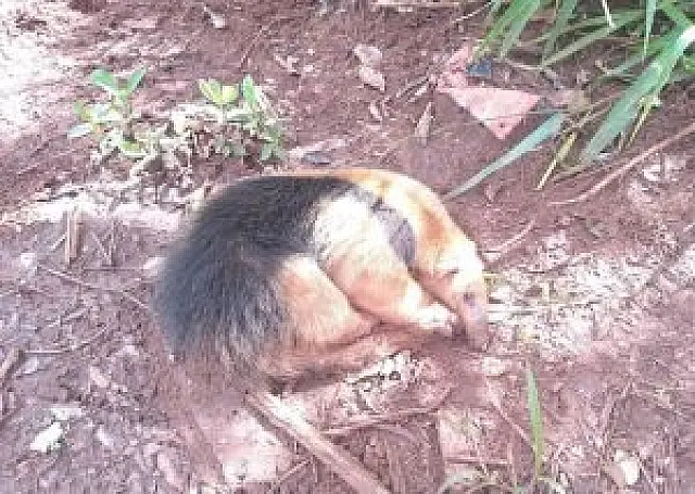 Ferido, tamanduá-mirim é resgatado na BR-163