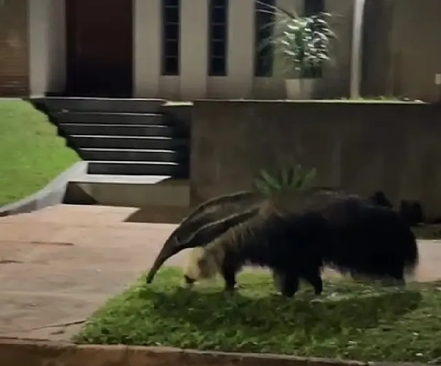 Tamanduá-bandeira chama atenção em rolês noturnos pelas ruas de Aquidauana
