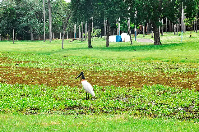 Publicado resultado da licitação para revitalizar Parque da Lagoa Comprida