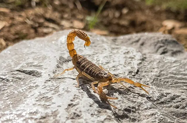 Cuidados com escorpiões devem ser redobrados em períodos de altas temperaturas