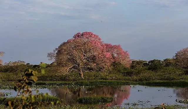 Queimadas no Pantanal não alcançam regiões de pousadas e hotéis fazenda de MS