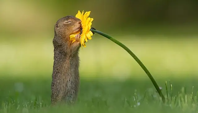 Fotógrafo captura momento exato em que esquilo cheira uma flor amarela