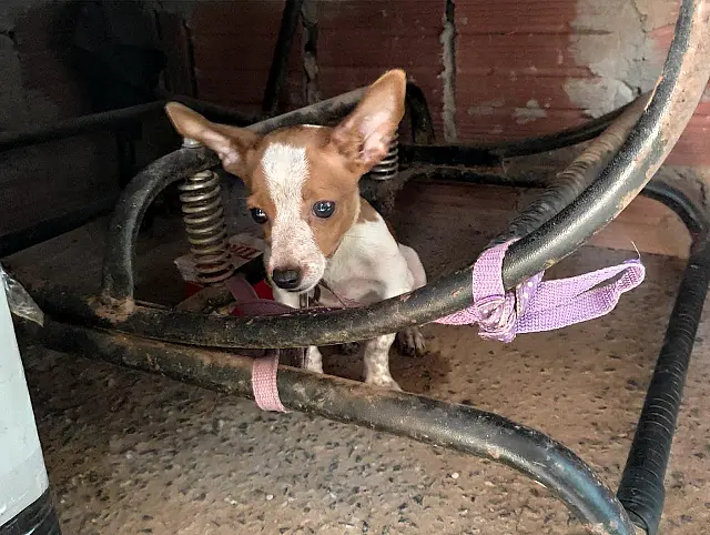 Homem é preso por maus-tratos a cachorros e multado em R$ 6 mil