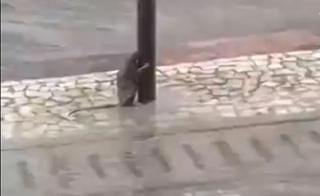 Vídeo de ratinho segurando no poste durante vendaval viraliza nas redes sociais