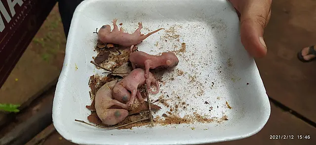 Filhotes de Gambá são resgatados pela PMA após mãe morrer eletrocutada