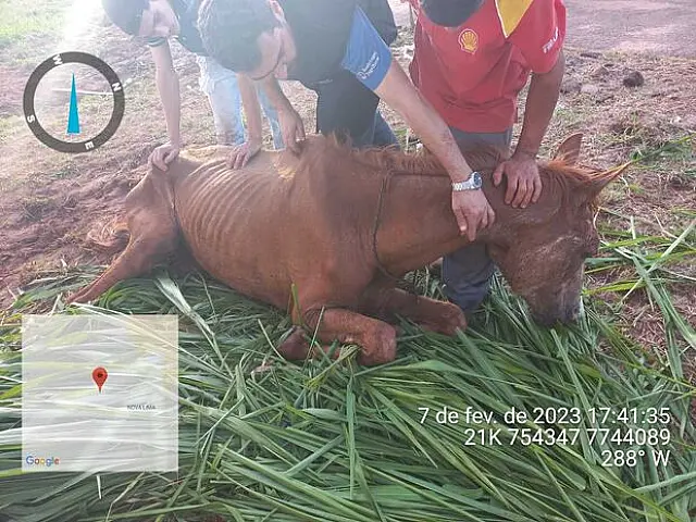 Égua sob maus-tratos morre após ser abandonada pelo dono