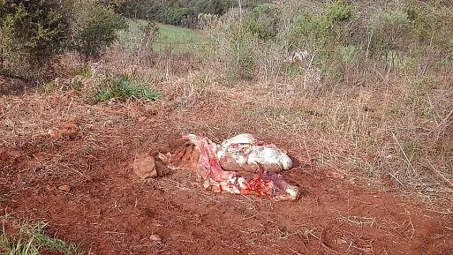 Fazendeiro denuncia à Polícia Civil furto de 56 cabeças de gado em Aquidauana