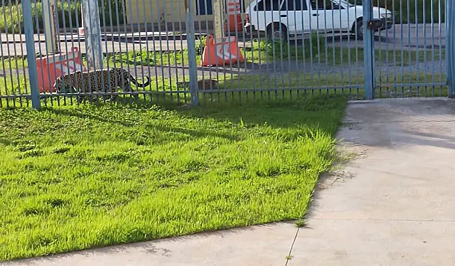 "Não é raridade", diz veterinário sobre onça-pintada próxima de delegacia da PRF