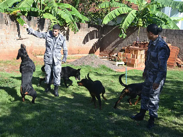 Rotai de Aquidauana recebe cinco novos cães policiais