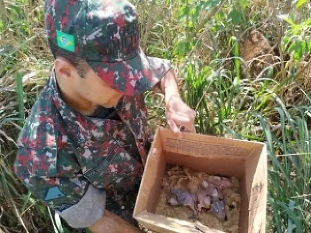 Multas duplicam e dez são presos por crimes ambientais durante feriado