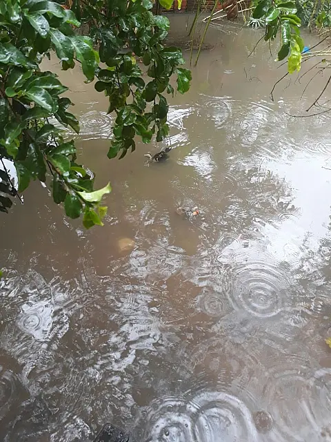 Chuva faz esgoto transbordar e dejetos são lançados em quintais no Lídio Barbieri