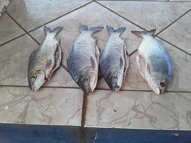 PMA de Anastácio autua grupo por transporte ilegal de pescado