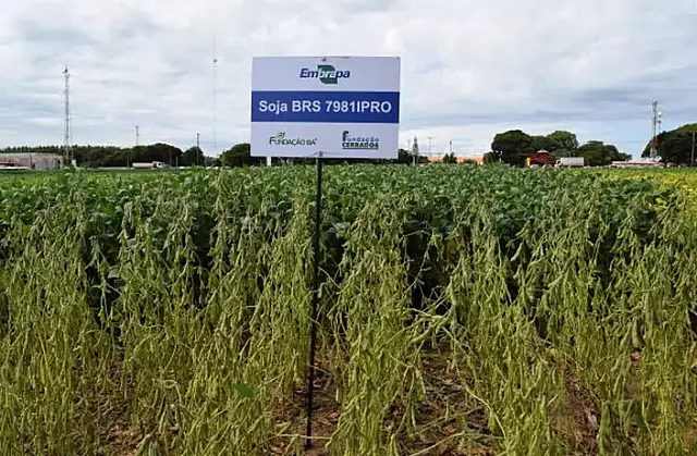 Embrapa lança novas cultivares de soja e sorgo