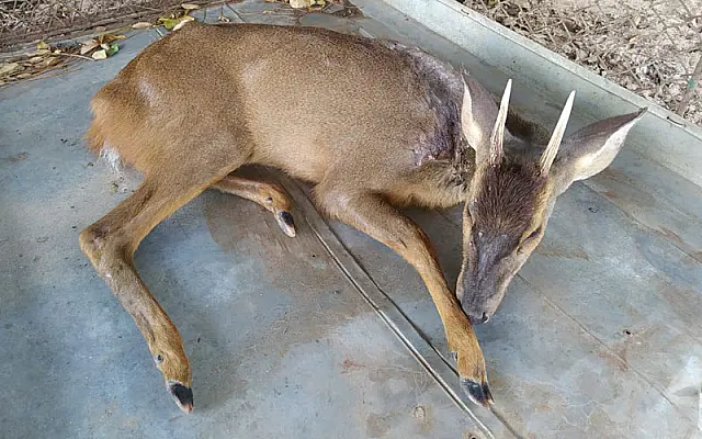 Veado é resgatado pela PMA em Aquidauana com ferimento de bala no pescoço