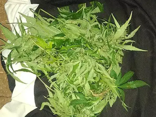 Com a separação, rapaz fica com pés de maconha e acaba preso