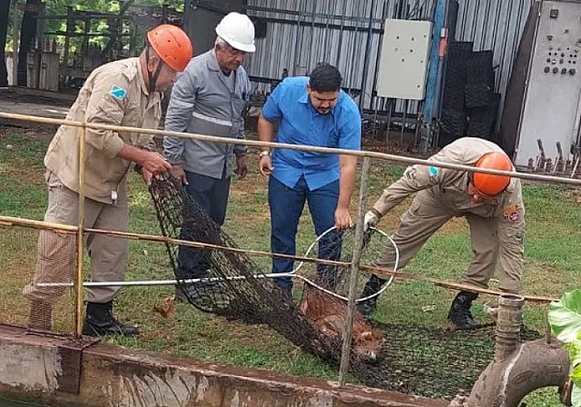Bombeiros capturam capivara e tamanduá durante plantão em Corumbá