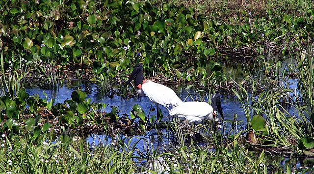 Turismo de Mato Grosso do Sul fecha ano com saldo positivo de ações