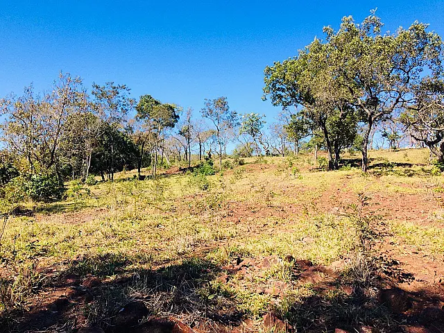 Fazendeiro é multado em R$ 18 mil por desmatar 59 hectares ilegalmente