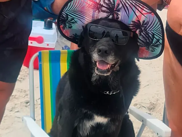Família da cadela que viralizou na praia é de Campo Grande
