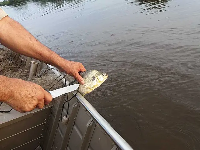 PMA apreende 1 km de redes de pesca e liberta 20 kg de peixes dos petrechos ilegais