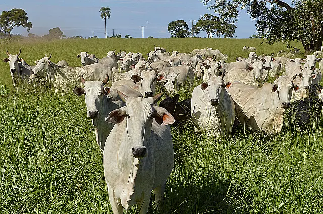 Produção de carne bovina em MS sobe 13%