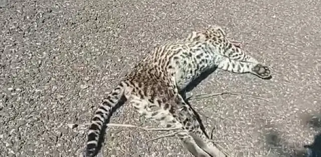 Jaguatirica é encontrada morta em Miranda após ser atropelada na BR-262