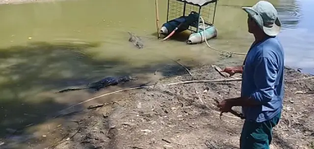 Pantaneiro chama jacaré pelo nome e ele atende