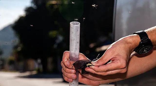 Biofábrica soltou 32 milhões de mosquitos com bactéria contra Dengue, Zika e Chikungunya