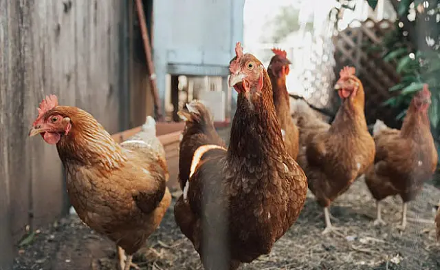 Galinhas de fazenda são furtadas em Aquidauana